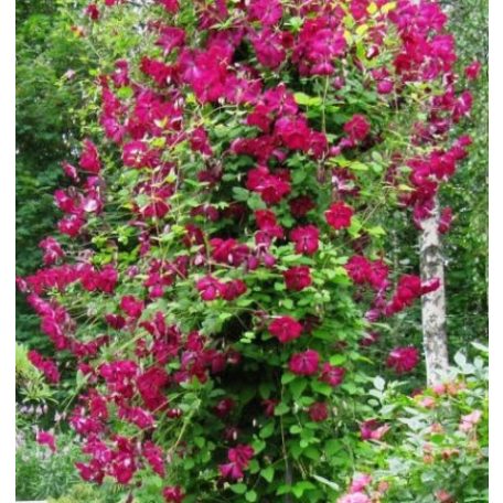 Klemátisz vit.Carmencita