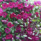 Klemátisz vit.Carmencita