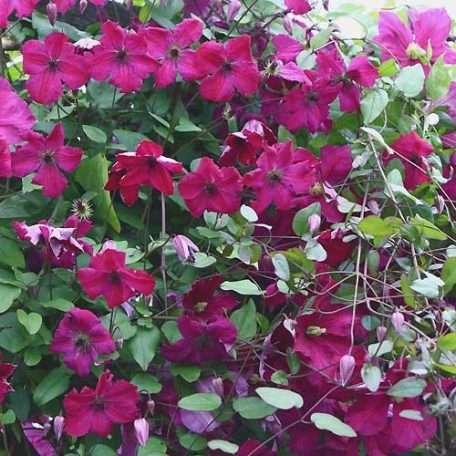 Klemátisz vit.Carmencita