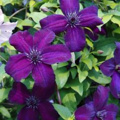 Klemátisz vit.Dark Eyes