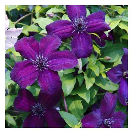 Klemátisz vit.Dark Eyes