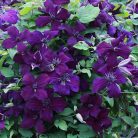 Klemátisz vit.Dark Eyes