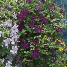 Klemátisz vit.Dark Eyes