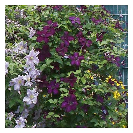 Klemátisz vit.Dark Eyes