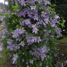 Klemátisz viticella Emilia Plater