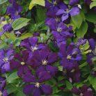 Klemátisz vit.Etoile Violette