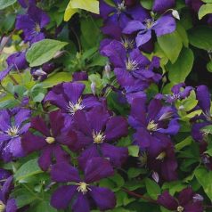 Klemátisz vit.Etoile Violette