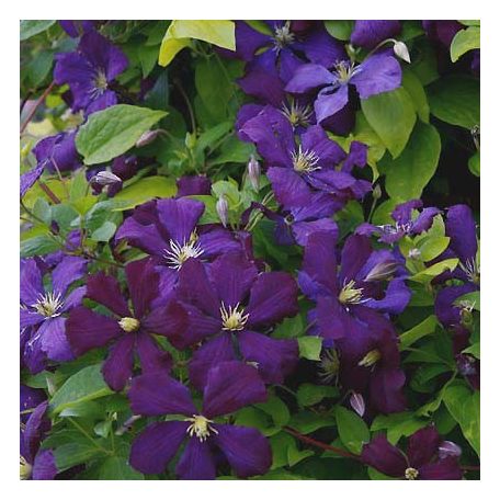 Klemátisz vit.Etoile Violette