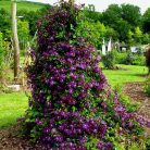 Klemátisz vit.Etoile Violette