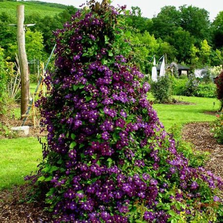 Klemátisz vit.Etoile Violette