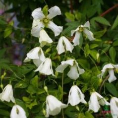 Klemátisz vit.Hågelby White