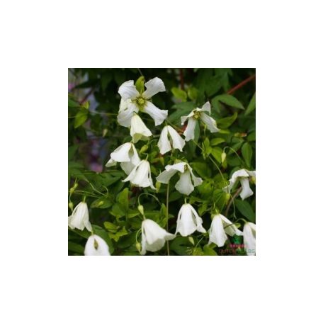 Klemátisz vit.Hågelby White