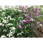 Klemátisz vit.Hågelby White