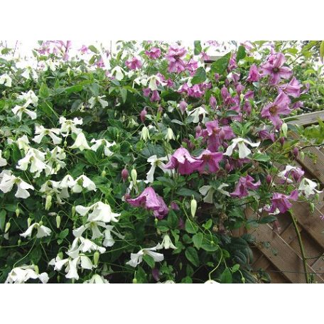 Klemátisz vit.Hågelby White