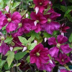 Klemátisz vit.Jenny Caddick