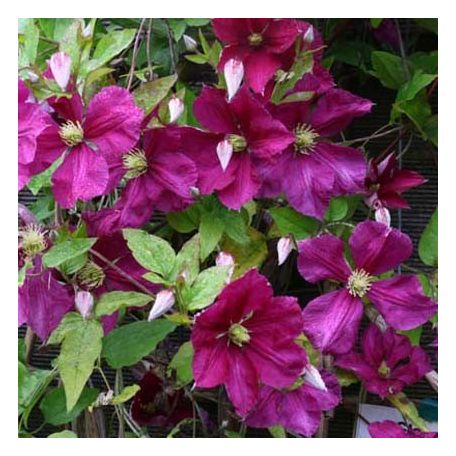 Klemátisz vit.Jenny Caddick