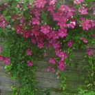 Klemátisz vit.Jenny Caddick