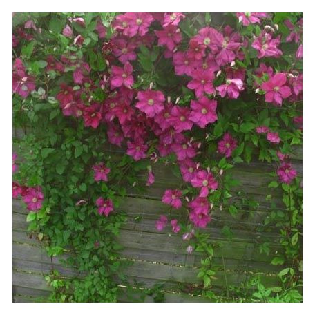 Klemátisz vit.Jenny Caddick