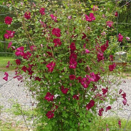 Klemátisz vit.Kermesina