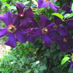 Klemátisz viticella Polish Spirit