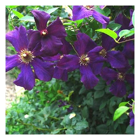 Klemátisz viticella Polish Spirit