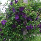 Klemátisz viticella Polish Spirit