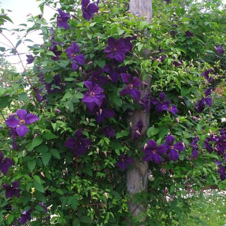 Klemátisz viticella Polish Spirit