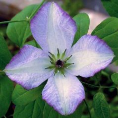 Klemátisz vit.Richard's Picotee