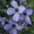 Klemátisz vit.Richard's Picotee