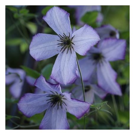 Klemátisz vit.Richard's Picotee