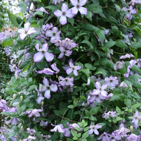 Klemátisz vit.Richard's Picotee