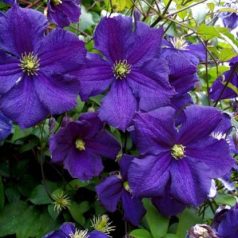 Klemátisz viticella Jorma