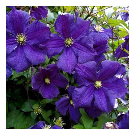 Klemátisz viticella Jorma