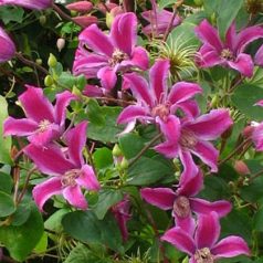 Klemátisz tex.Peveril Profusion BFCC