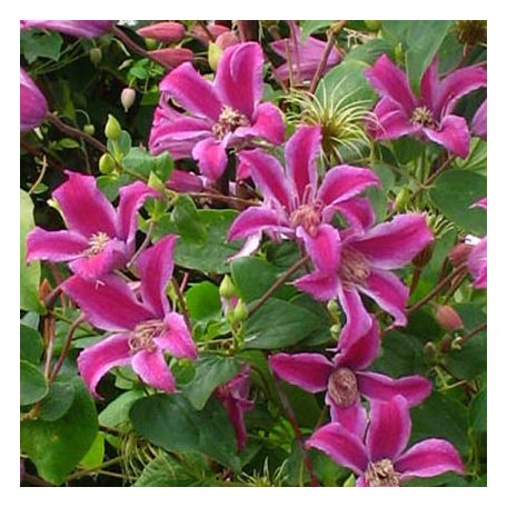 Klemátisz tex.Peveril Profusion BFCC