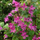 Klemátisz tex.Peveril Profusion BFCC