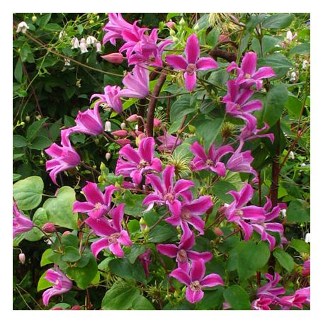 Klemátisz tex.Peveril Profusion BFCC