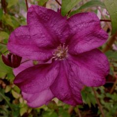 Klemátisz Rahvarinne