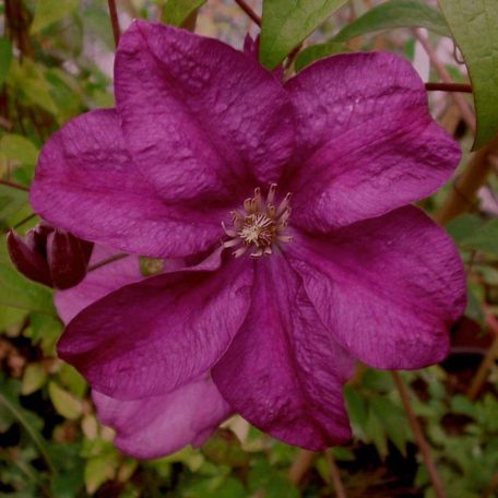 Klemátisz Rahvarinne