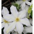 Klemátisz Roko Kolla