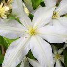 Klemátisz Roko Kolla