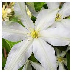 Klemátisz Roko Kolla