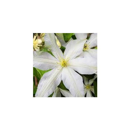 Klemátisz Roko Kolla