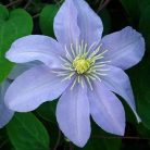 Klemátisz Silver Moon