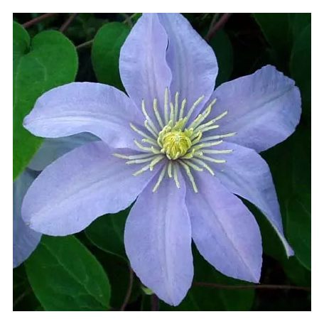 Klemátisz Silver Moon