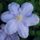 Klemátisz Silver Moon