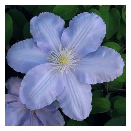 Klemátisz Silver Moon