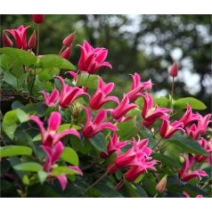 Klemátisz tex. Princess Diana