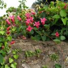 Klemátisz tex. Princess Diana