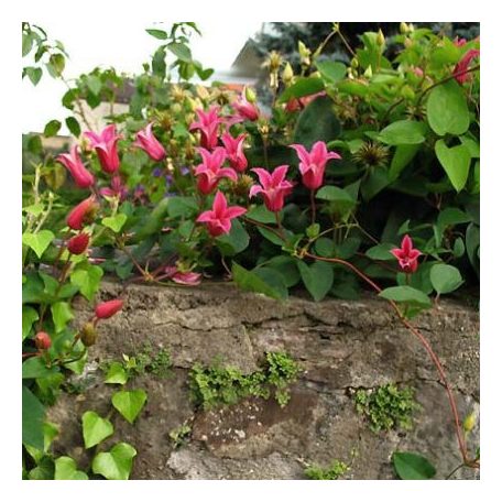 Klemátisz tex. Princess Diana